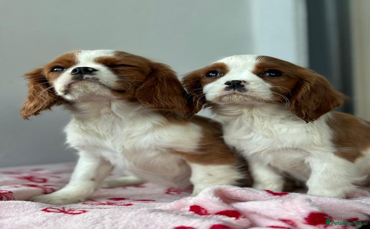 Cavalier King Charles Spaniel dogs - Advert 3