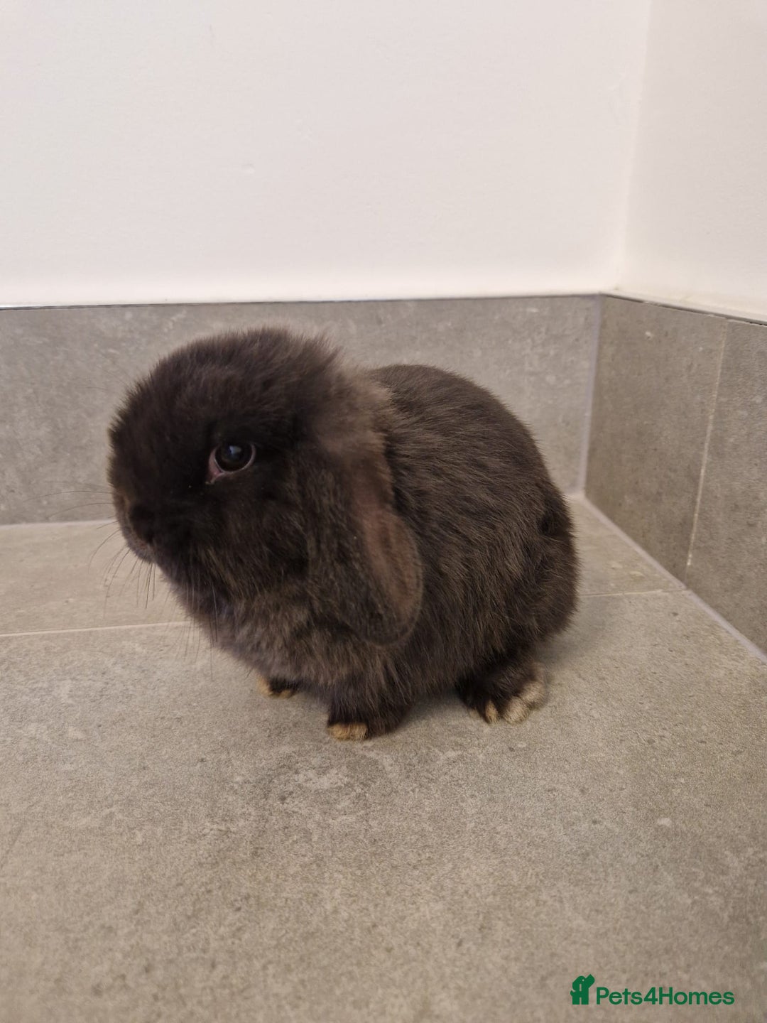 Mini Lop rabbits for sale: Exceptional Black Mini-Lop Girl. Available Now - Advert 4