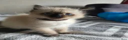 Ragdoll cats for sale: Ragdoll kitten  - Advert 3