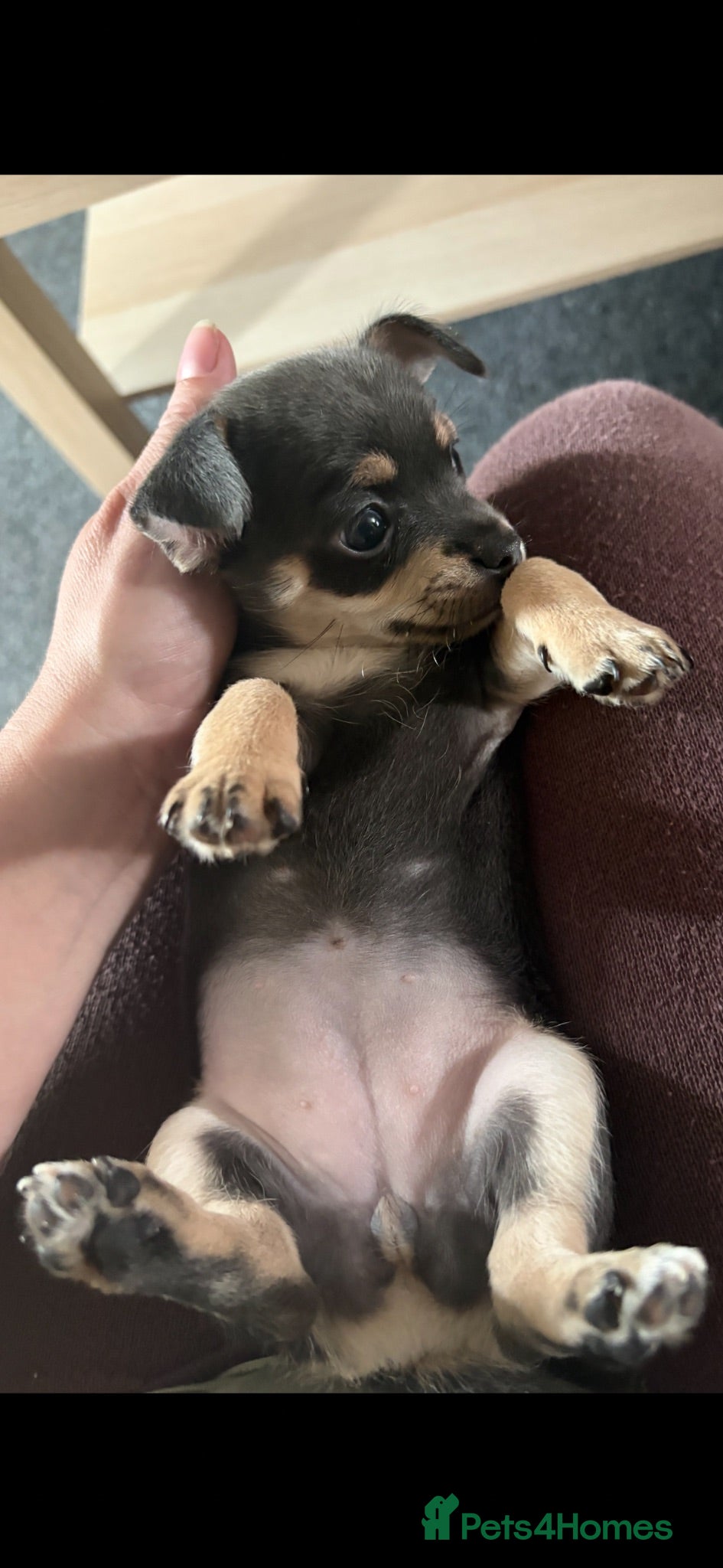 Chihuahua dogs Blue tri female  - Advert 2