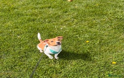 Jack Russell dogs for sale: Im selling my beautiful dog - Image 2
