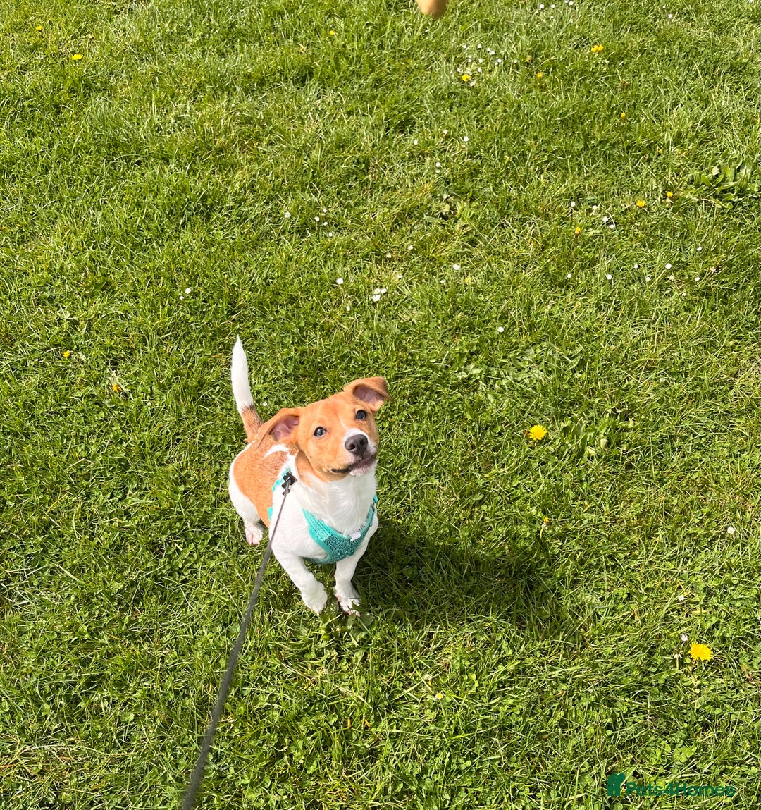 Jack Russell dogs for sale: Im selling my beautiful dog - Image 2