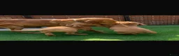 Labrador Retriever dogs for sale: Fox red Labrador  - Advert 1