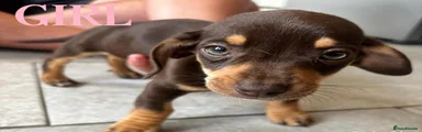 Dachshund 3