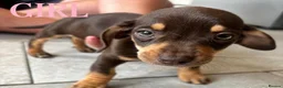 Dachshund dogs for sale: BEAUTIFUL DACHSHUND PUPS READY 9/11  - Advert 7