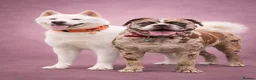 Mixed Breed dogs for sale: Mastiff X (North American & South African)  - Advert 17