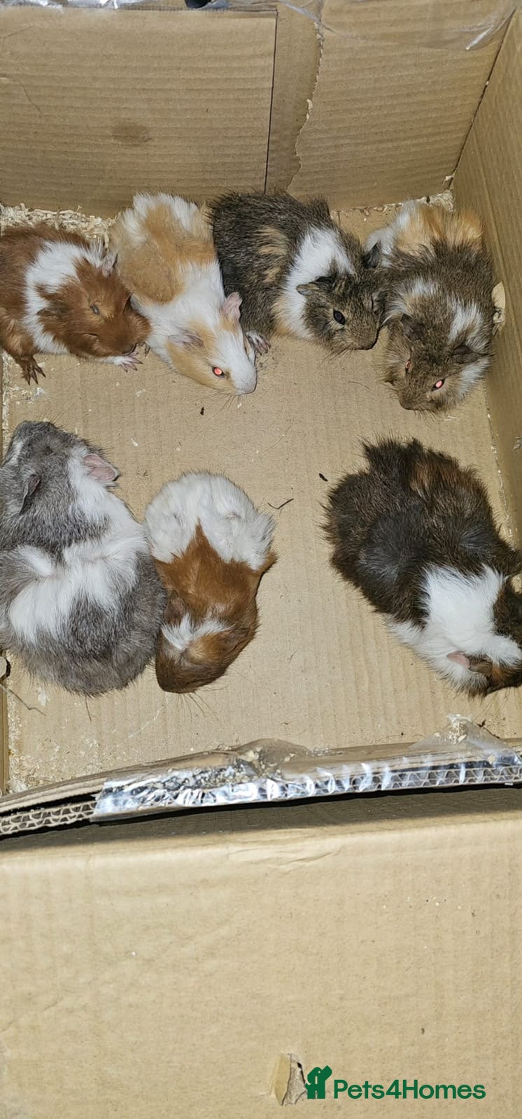 Guinea Pig rodents Mixed gender guinea pigs - Advert 1