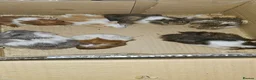 Guinea Pig rodents for sale: Mixed gender guinea pigs - Advert 1
