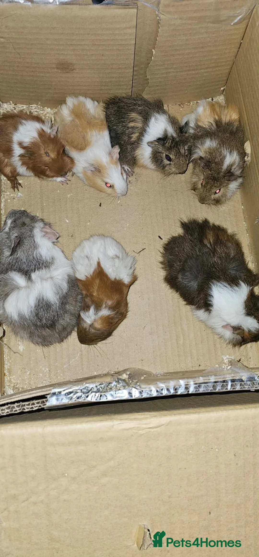 Guinea Pig rodents for sale: Mixed gender guinea pigs - Advert 1