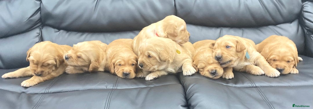 Golden Retriever dogs for sale: Litter of 8 (2 males & 2 females available) - Image 9