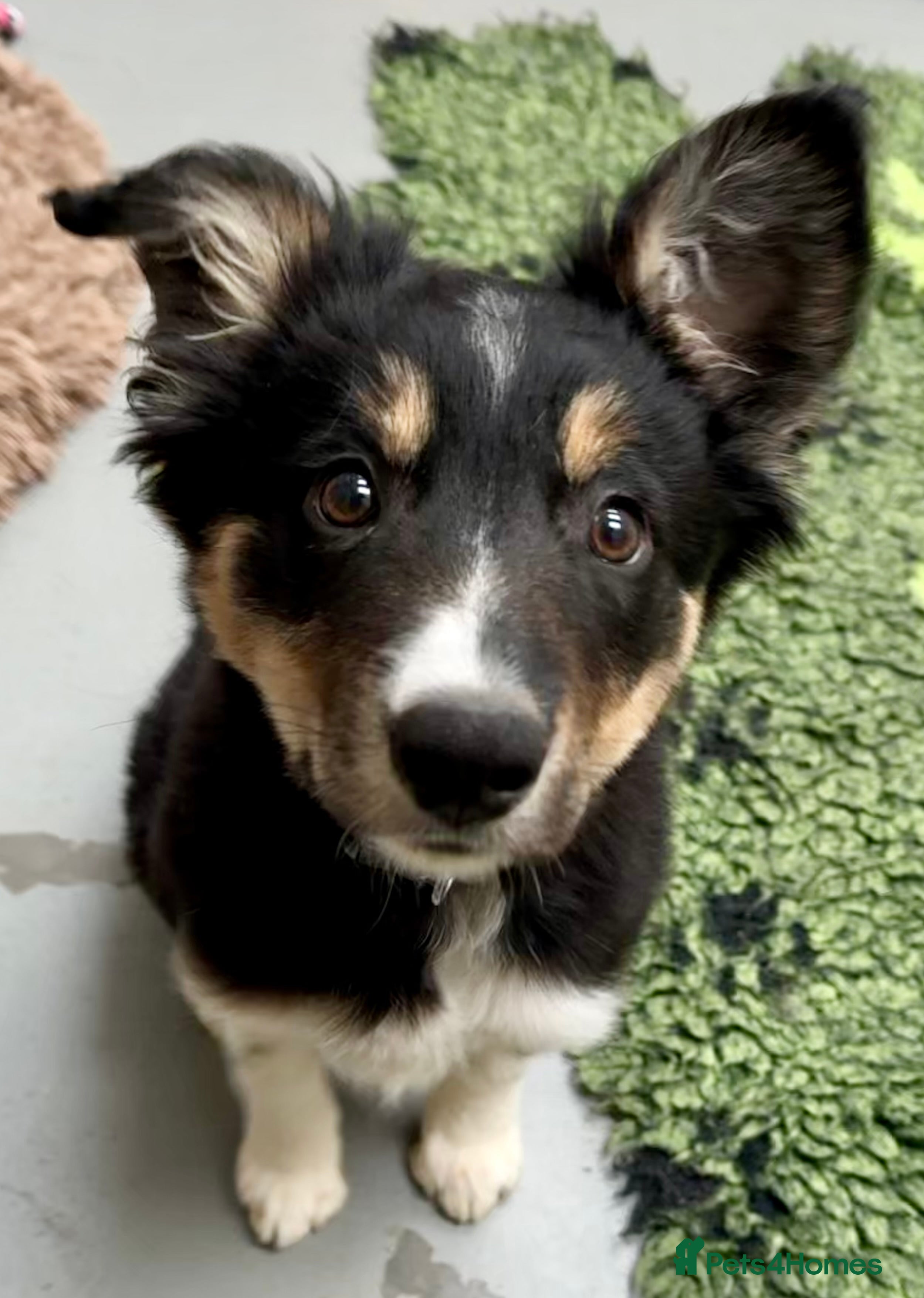 Border Collie dogs Black tri border collie  - Advert 3