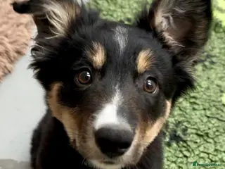 Border Collie dogs Black tri border collie - Advert 3