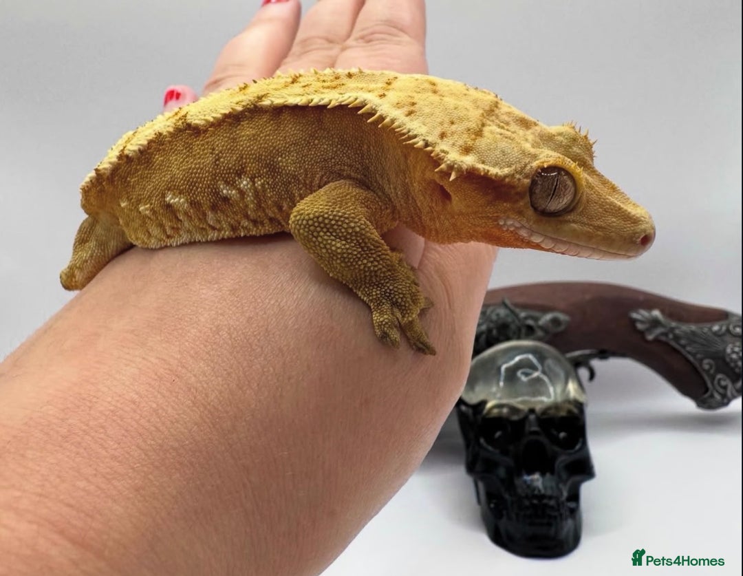 Gecko reptiles for sale: stunning crested gecko - Advert 8