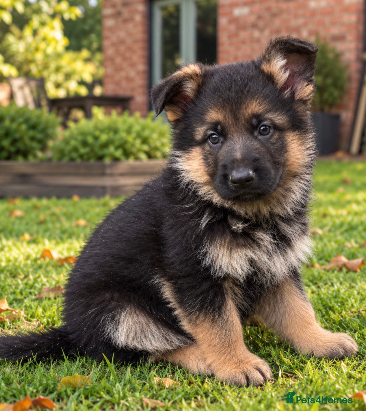 German Shepherd dogs for sale: World class German Shepherds - Advert 2
