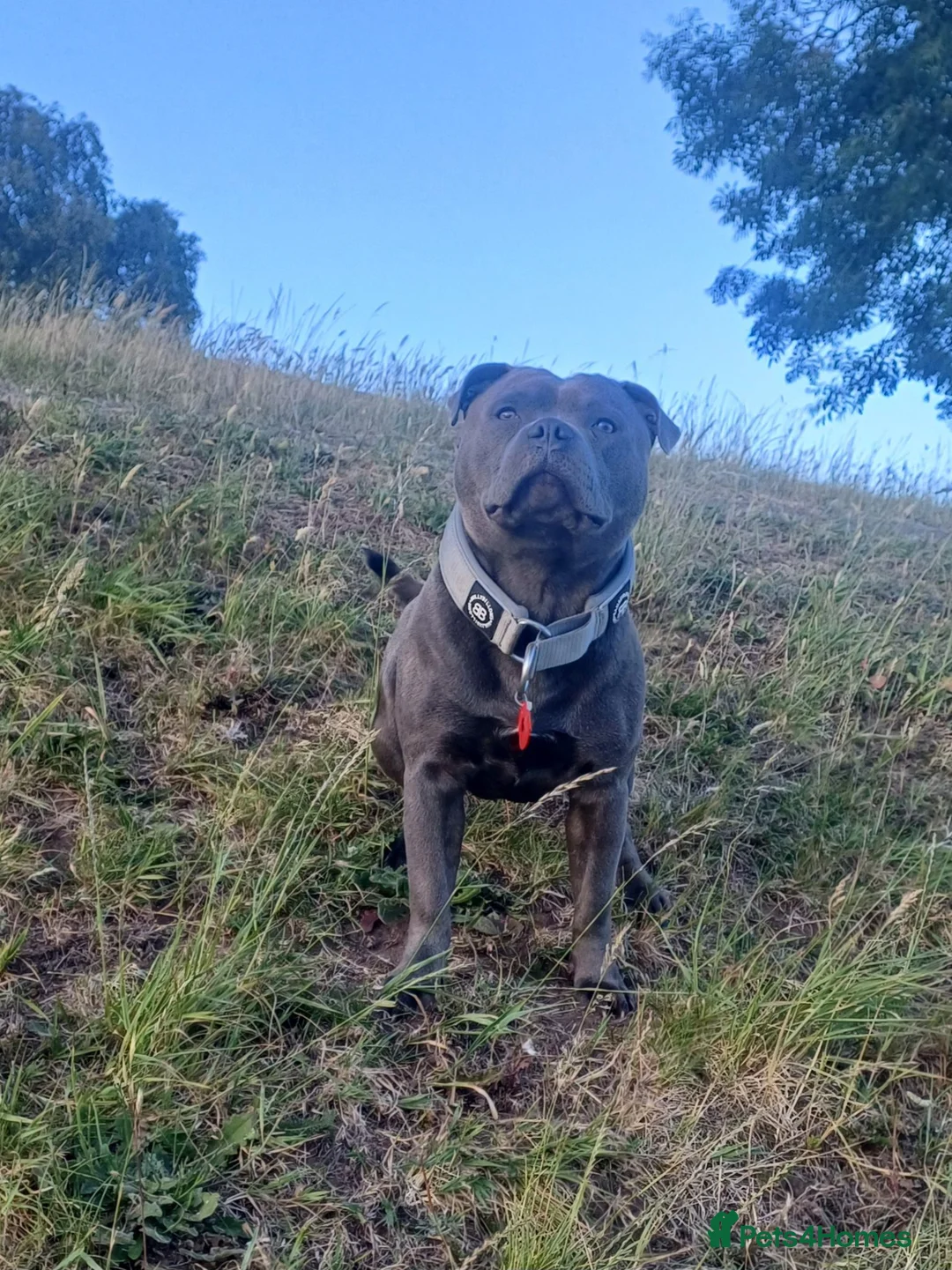 Staffordshire Bull Terrier dogs for stud: ZEUS for stud duties fully kc stunning boy - Advert 1