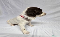 English Springer Spaniel dogs for sale: Calm,Adorable, beautiful Springer spaniel puppies. - Image 6