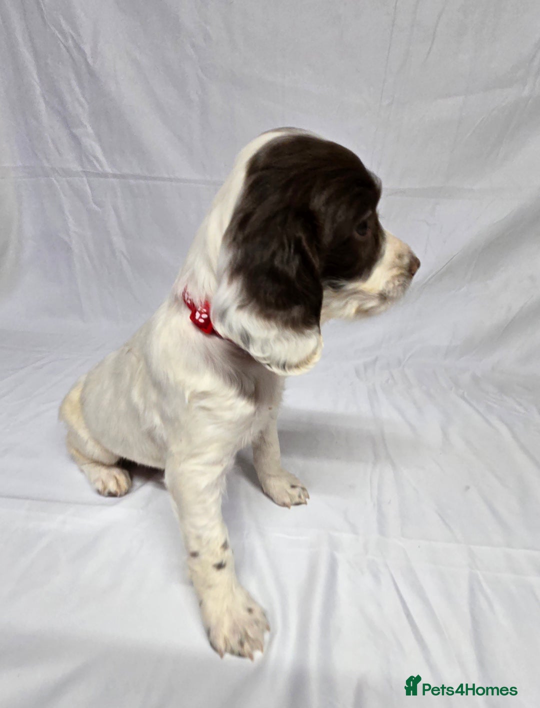 English Springer Spaniel dogs for sale: Calm,Adorable, beautiful Springer spaniel puppies. - Image 6