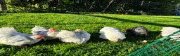 Chickens poultry for sale: Pekin bantams hens and cockerels  - Advert 4
