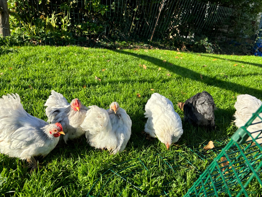 Chickens poultry for sale: Trio of bantams  - Image 4