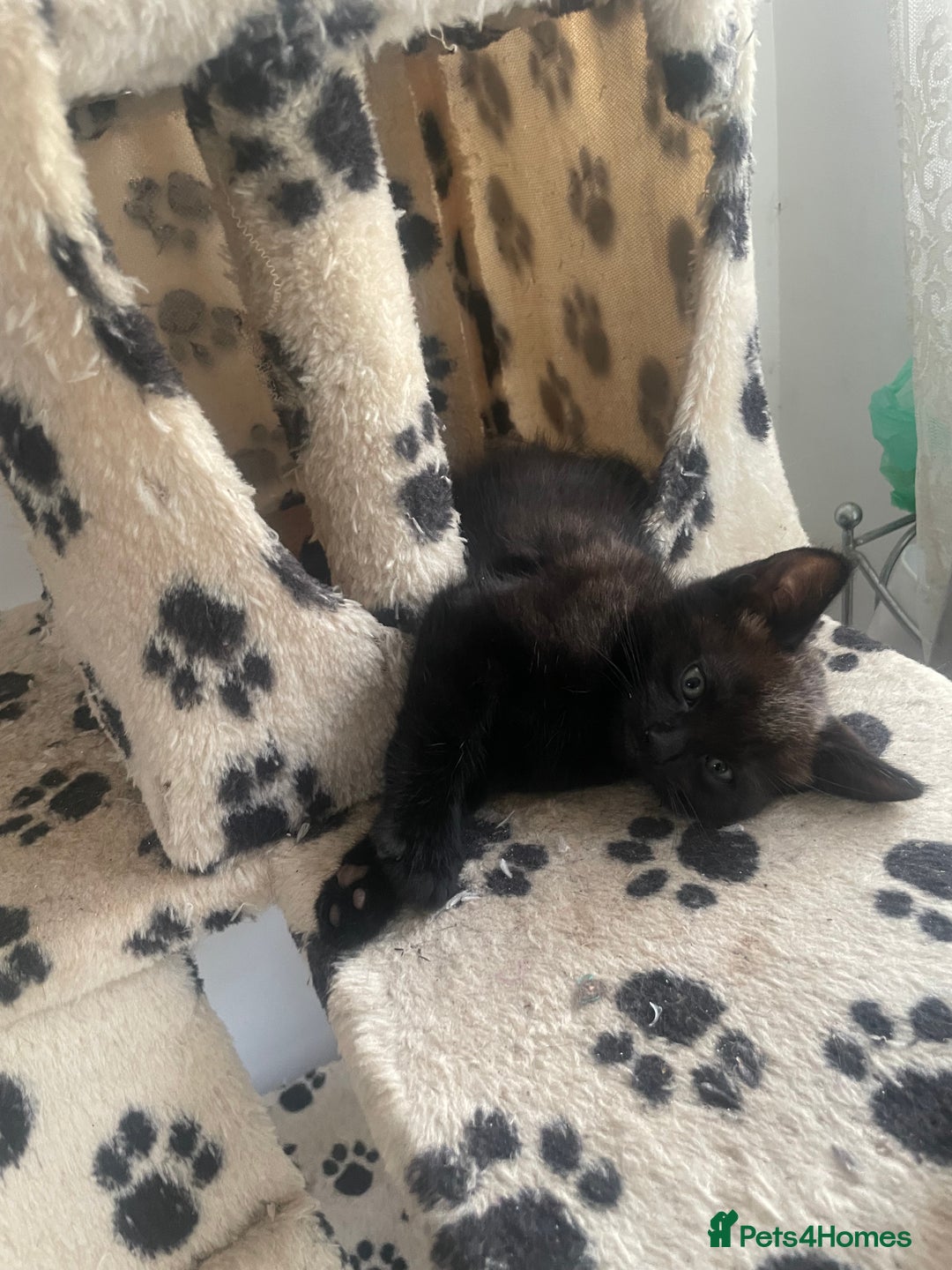 Mixed Breed cats for sale: Russian blu mix  - Image 15