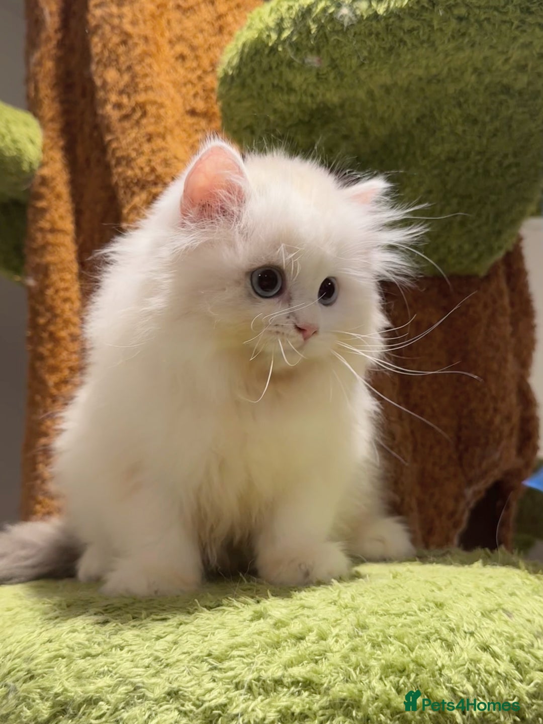 Munchkin cats for sale: Top level Super stunning & rare Minuet - Advert 9