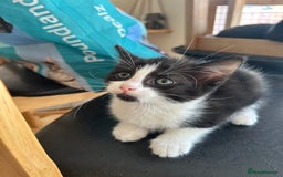 Mixed Breed cats for sale: 3 kittens for sale 1 boy 2 girls - Image 2