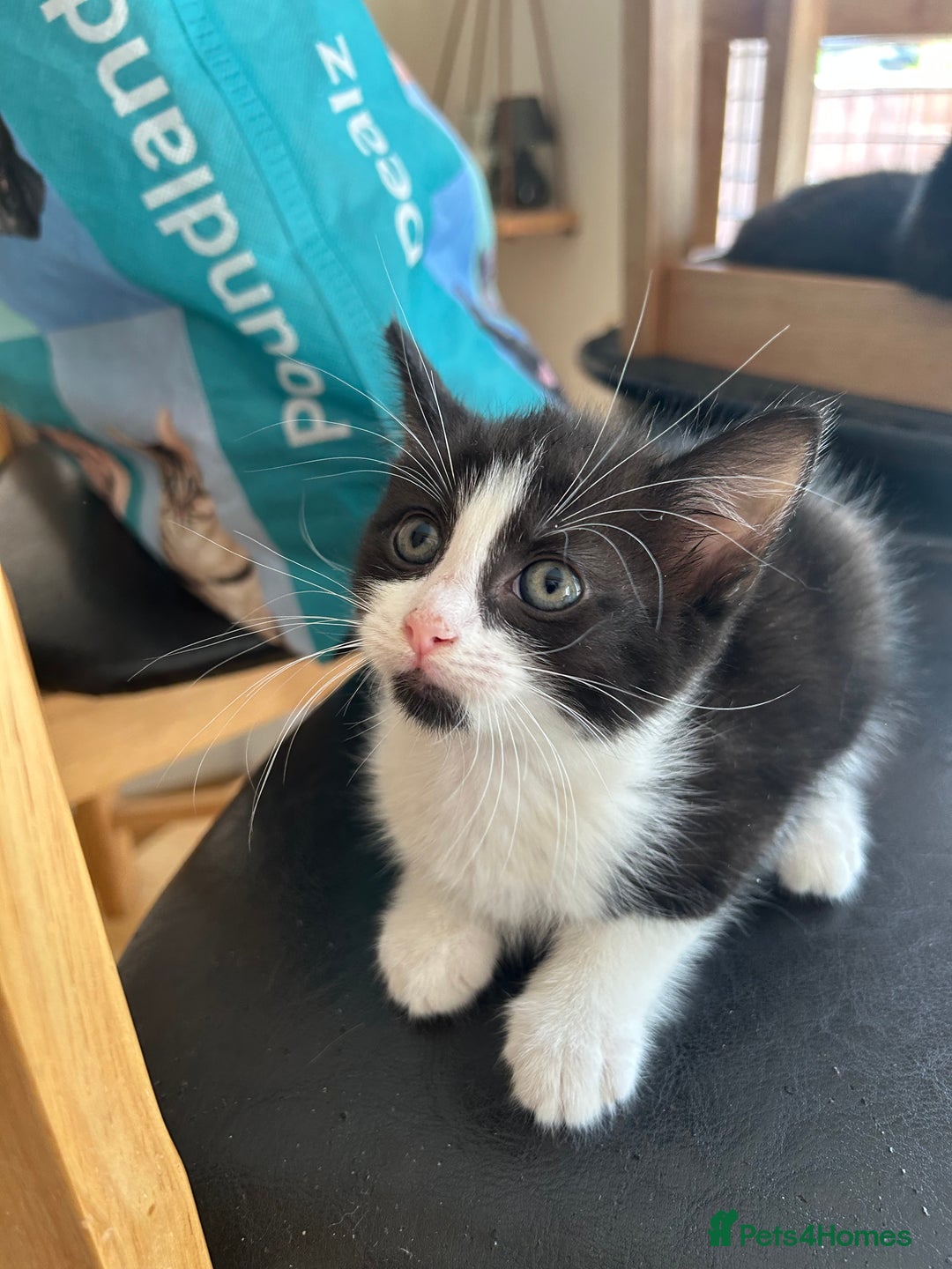 Mixed Breed cats for sale: 3 kittens for sale 1 boy 2 girls - Image 2