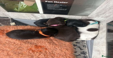 Mixed Breed dogs - Advert 2