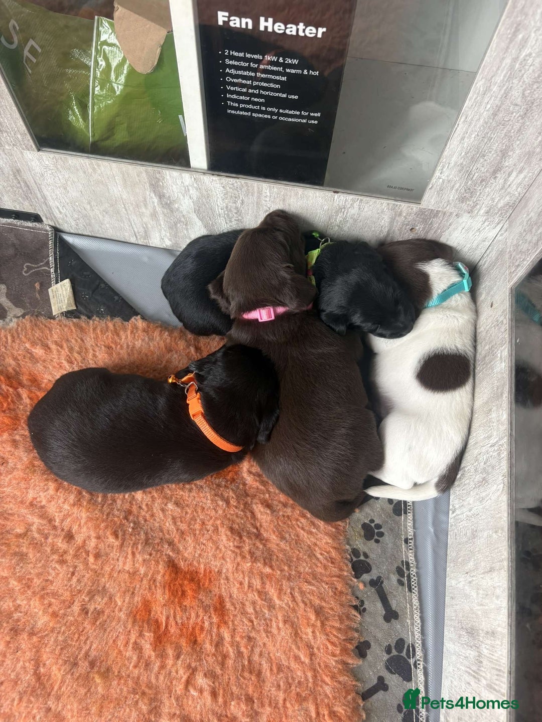 Mixed Breed dogs for sale: Adorable Lab/Spaniel/Collie Mix Puppies for Sale - Image 2