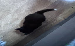 Bengal cats for sale: 4 tabby kittens ready from 20th September  - Image 4