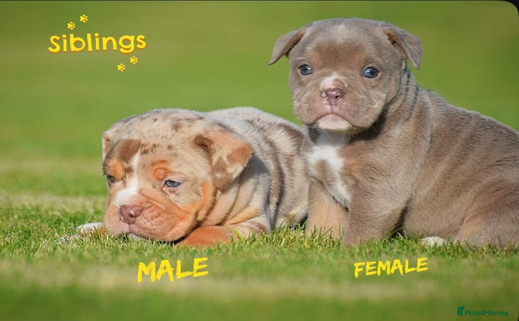 Old Tyme Bulldog dogs - Advert 5