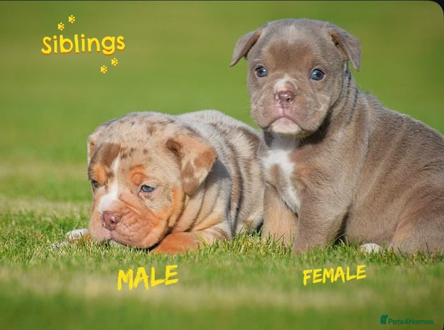 Old Tyme Bulldog dogs - Advert 5