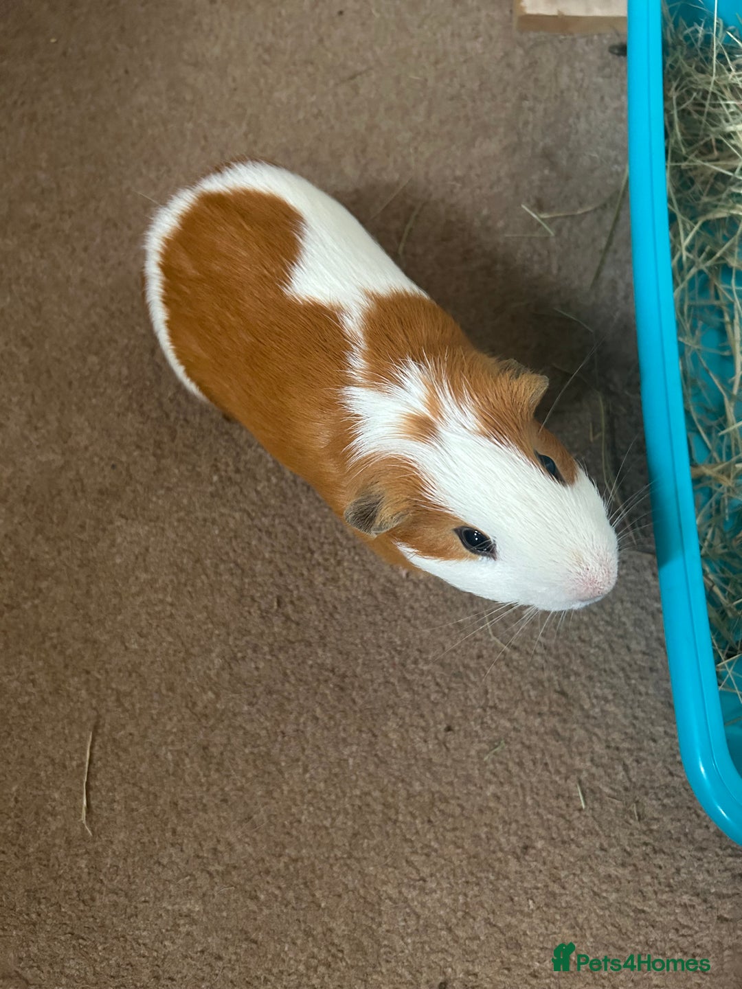 Guinea Pig rodents for sale: Ginger the Guinea Pig - Image 3