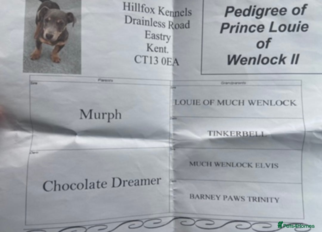 Jack Russell dogs for sale: Much wenlock jack russell pups  - Advert 3