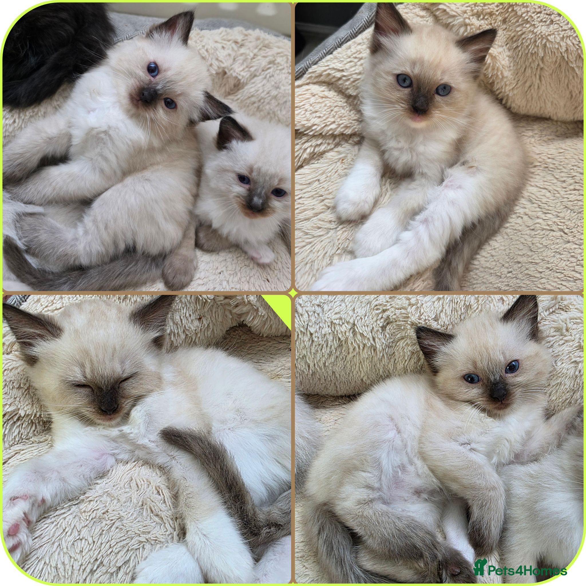 Ragdoll cats Pure Ragdolls kittens💎🐯😺 - Advert 1