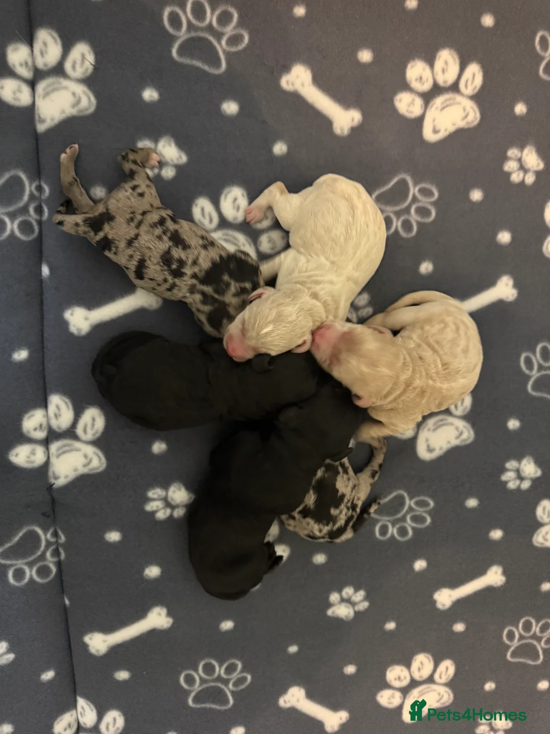 Labradoodle dogs for sale: Cracking F1 Labradoodles.  - Advert 6