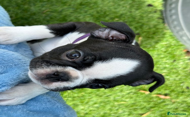 Boston Terrier dogs - Advert 1