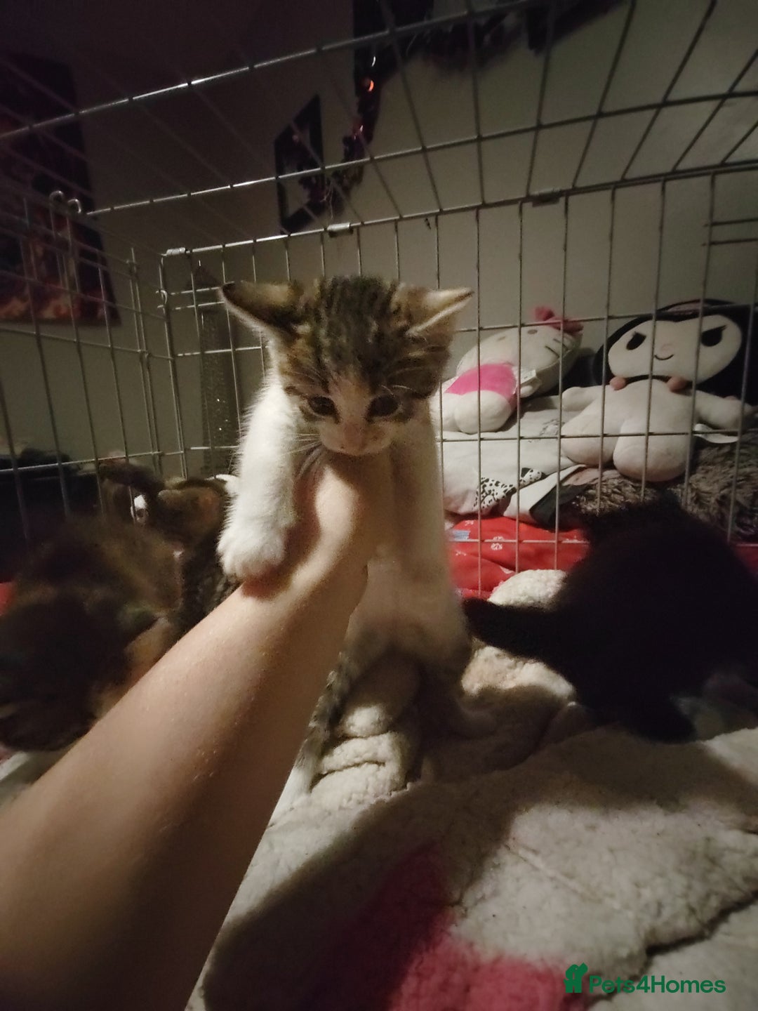 Mixed Breed cats for sale: Beautiful fluffy kittens  - Advert 4