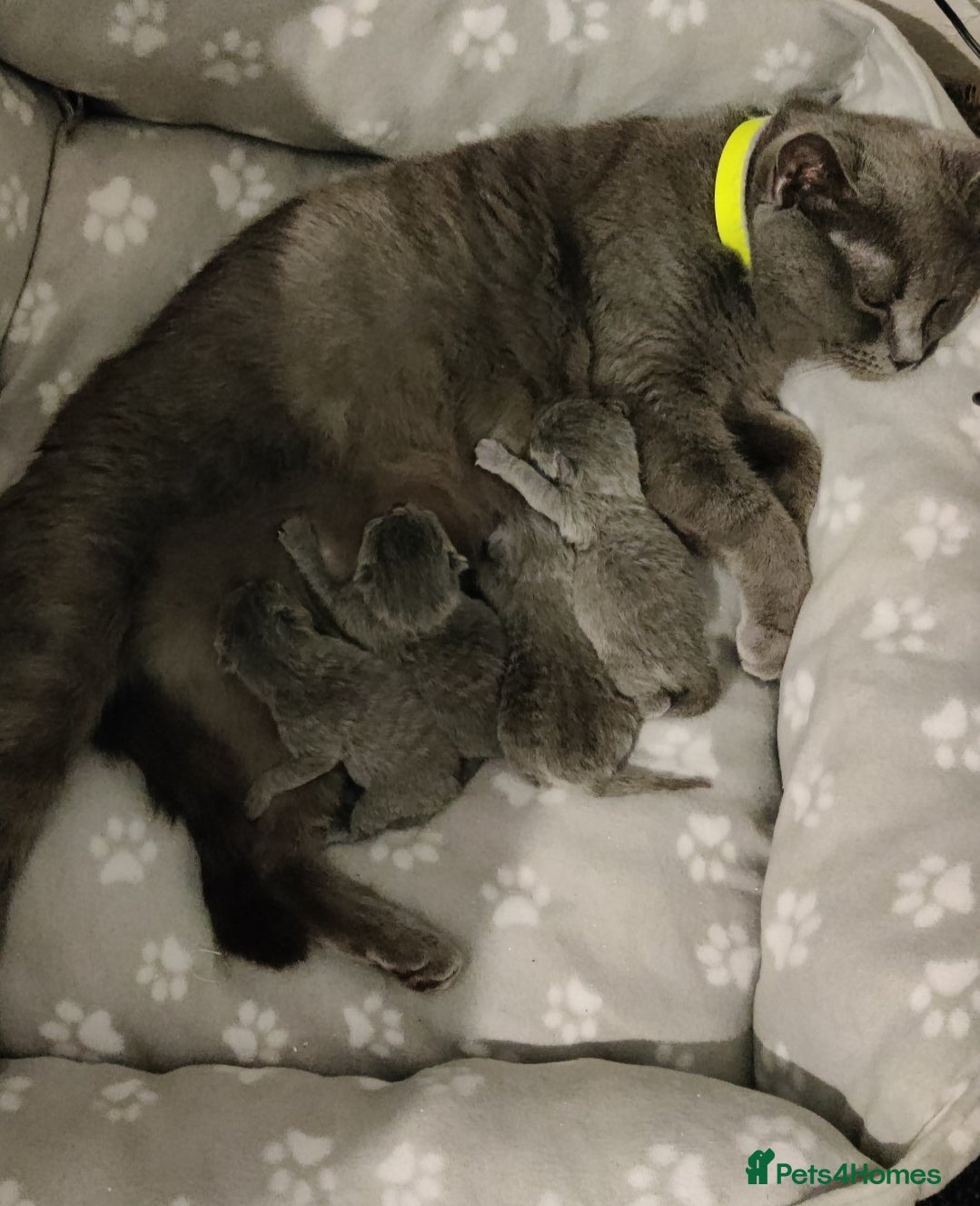 Russian Blue cats Russian blue kittens 3 girls 1 boy - Advert 9