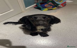Cocker Spaniel dogs for sale: Cocker spaniel  - Image 1