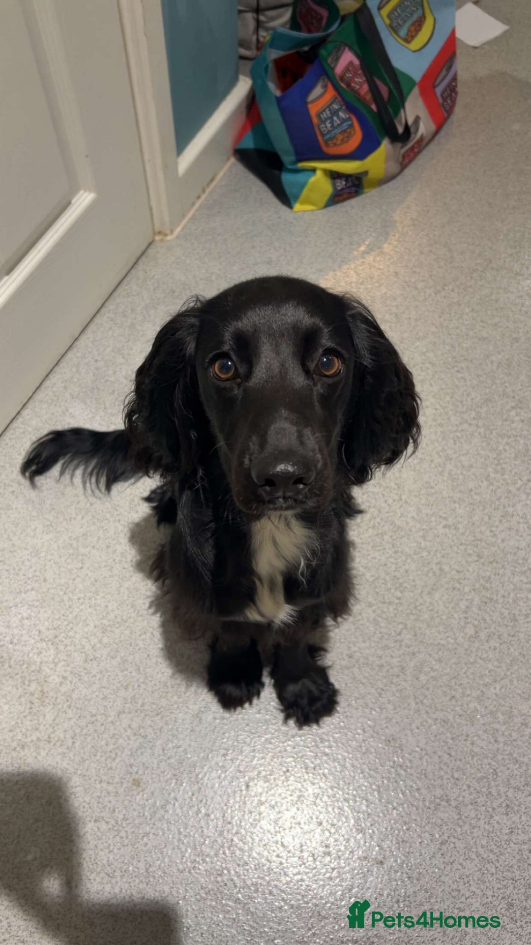 Cocker Spaniel dogs for sale: Cocker spaniel  - Image 1