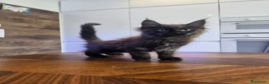 Maine Coon Kitten 7