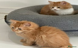 Maine Coon cats for sale: Stunning Kitten Mainecoon Girls - Image 16