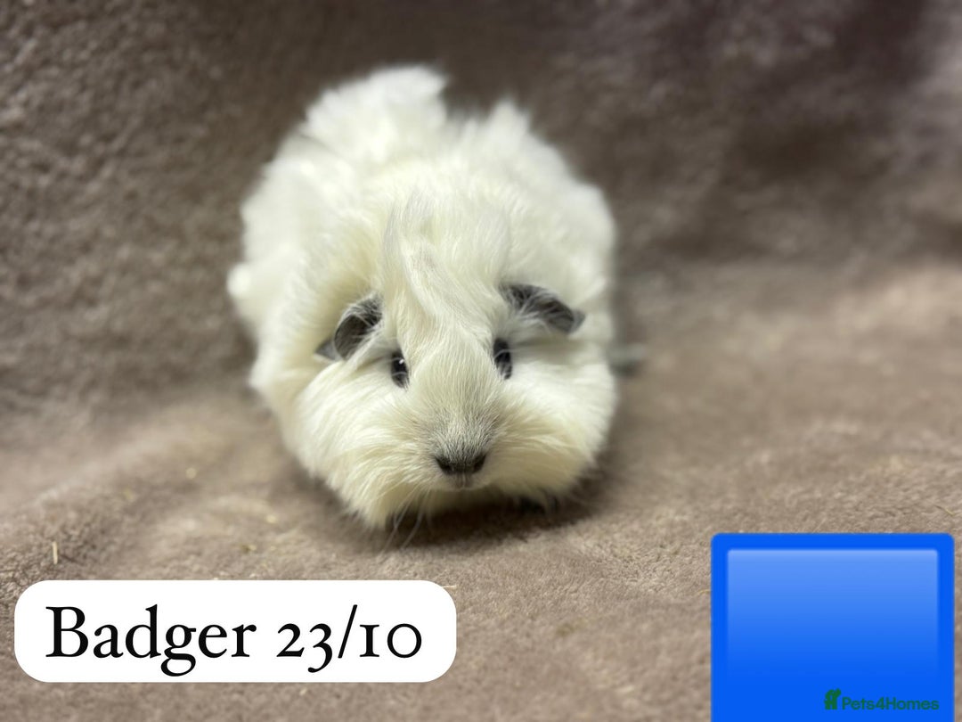 Guinea Pig rodents for sale: Gorgeous baby male guinea pigs ready soon - Advert 1