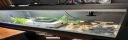King Snake reptiles for sale: Mexican Black King Snake in Harlow - Advert 4