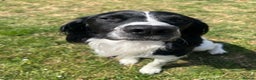English Springer Spaniel dogs for stud: Ralph for Stud. - Advert 4