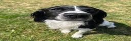 English Springer Spaniel dogs for stud: Ralph for Stud. - Advert 4