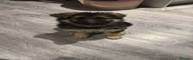 German Shepherd Puppy 2 orange