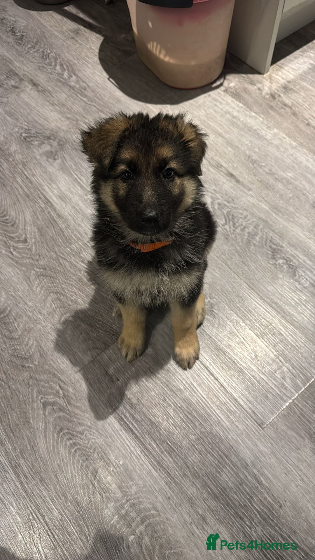 German Shepherd dogs for sale: German Shepherd  - Advert 20