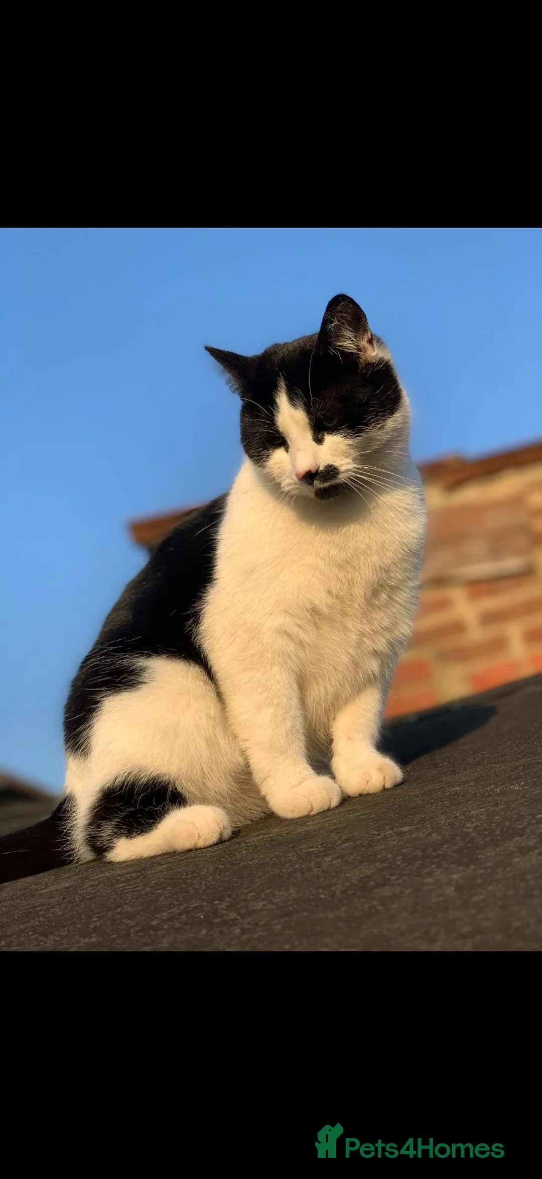 Mixed Breed cats for sale: Cat in need of urgent rehoming  - Advert 2